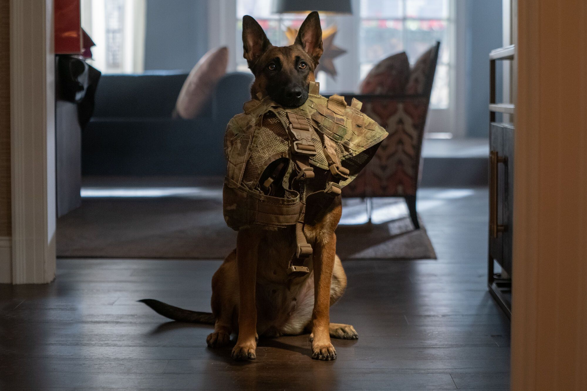 Кадри комедії "Дог", яка стала режисерським дебютом Ченнінга Татума