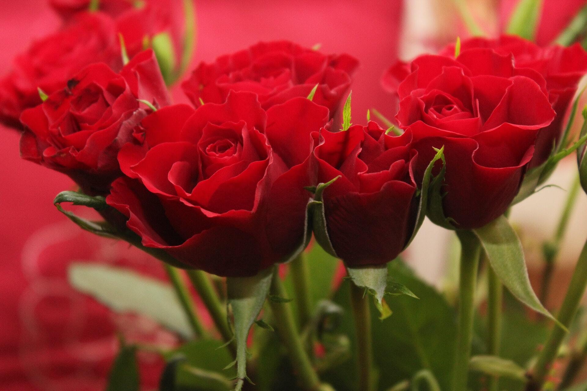 14 февраля отмечают День святого Валентина