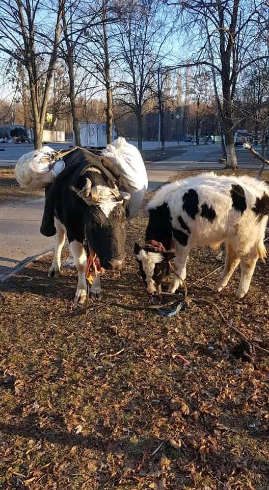 С собой житель Ирпеня забрал обоих коров.