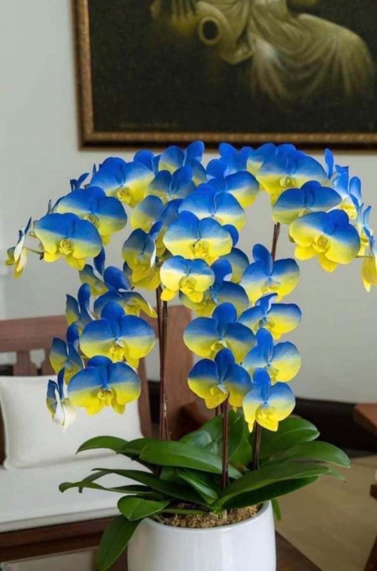 Орхидея "Украина".