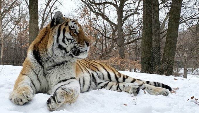 В США в зоопарке внезапно умер тигр по кличке Путин. Фото