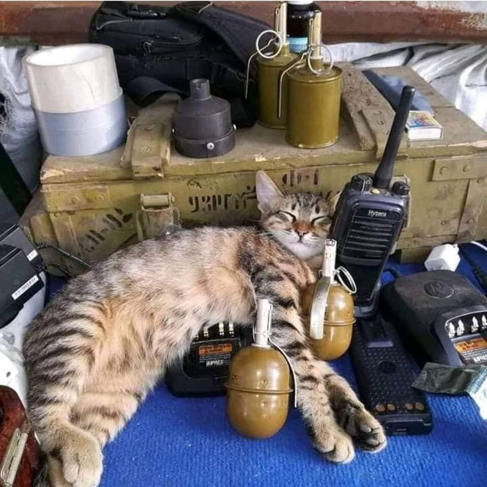 Кіт Микола живе поруч з військовими.