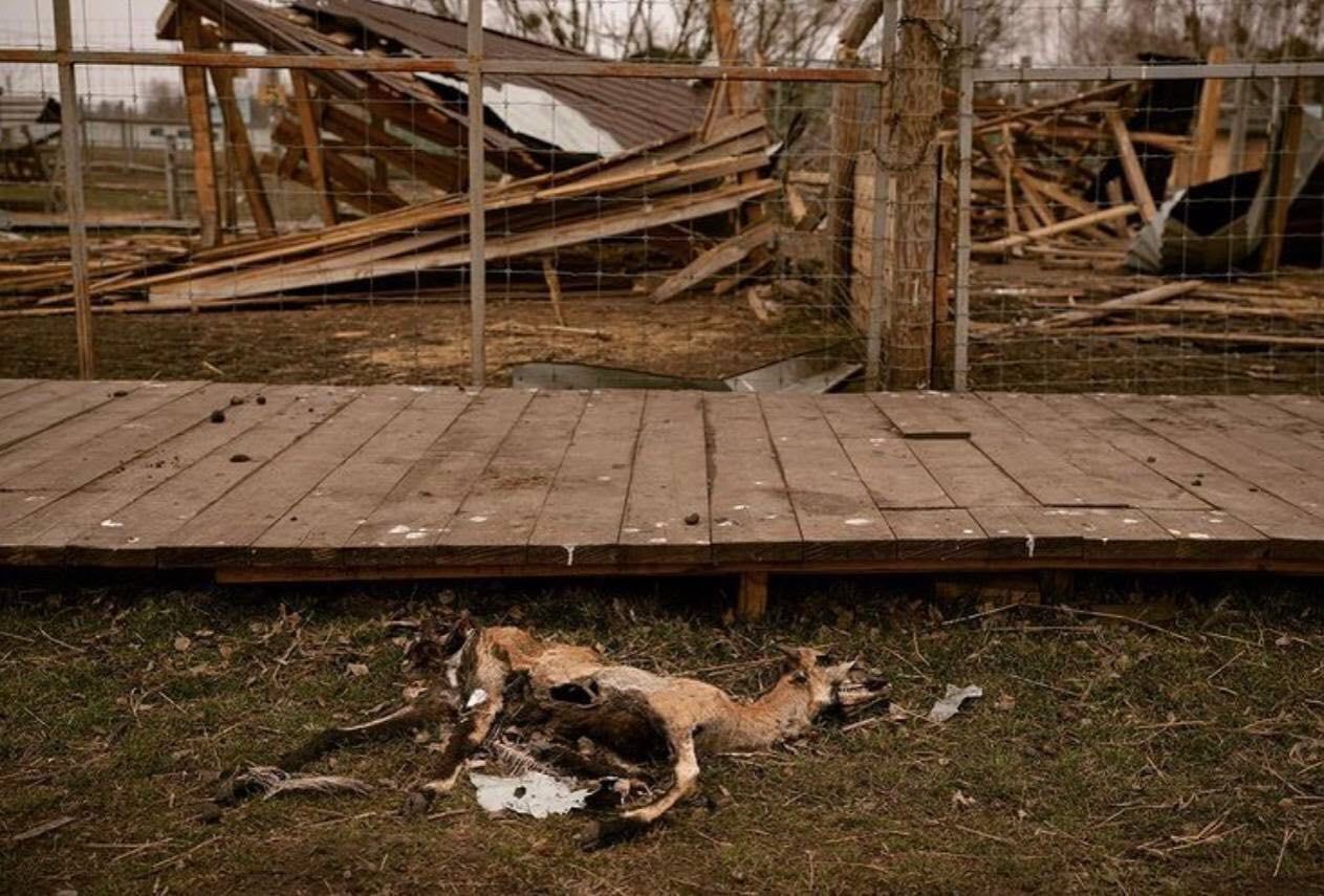 На Киевщине в результате боев с оккупантами погибла часть животных в зоопарке