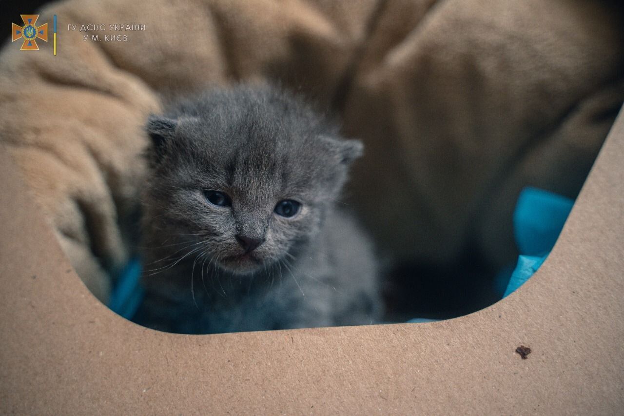 Кошеня назвали на честь Бородянки.