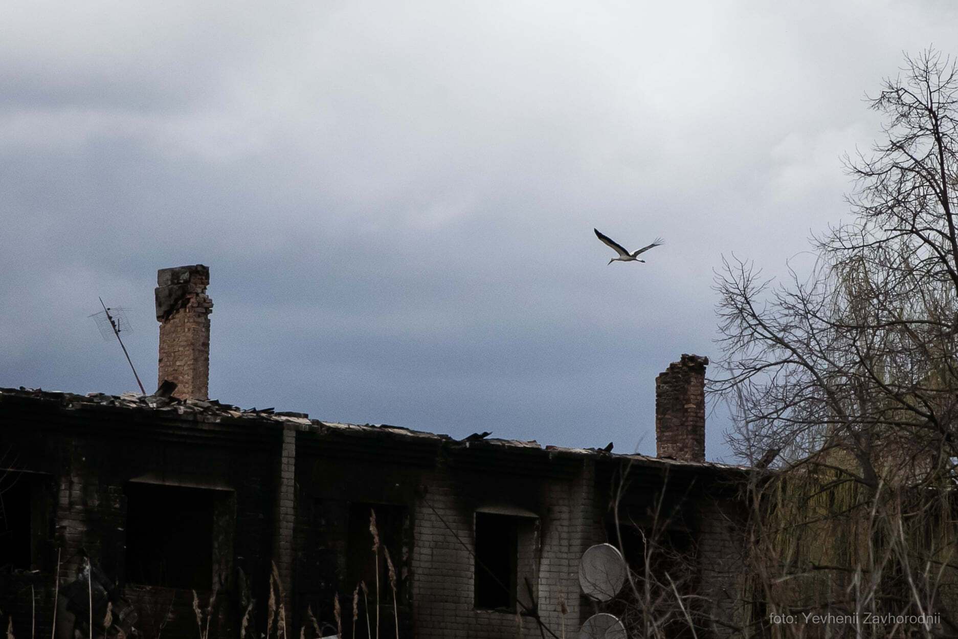 Лелеки прилетіли до зруйнованого села