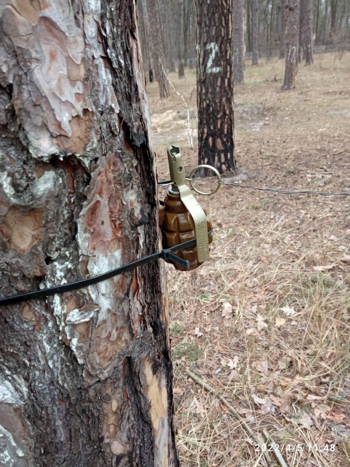 Российские военные заминировали даже деревья в лесу