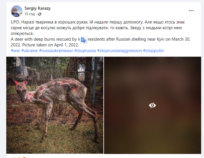Автор фото рассказал о судьбе спасенного оленя
