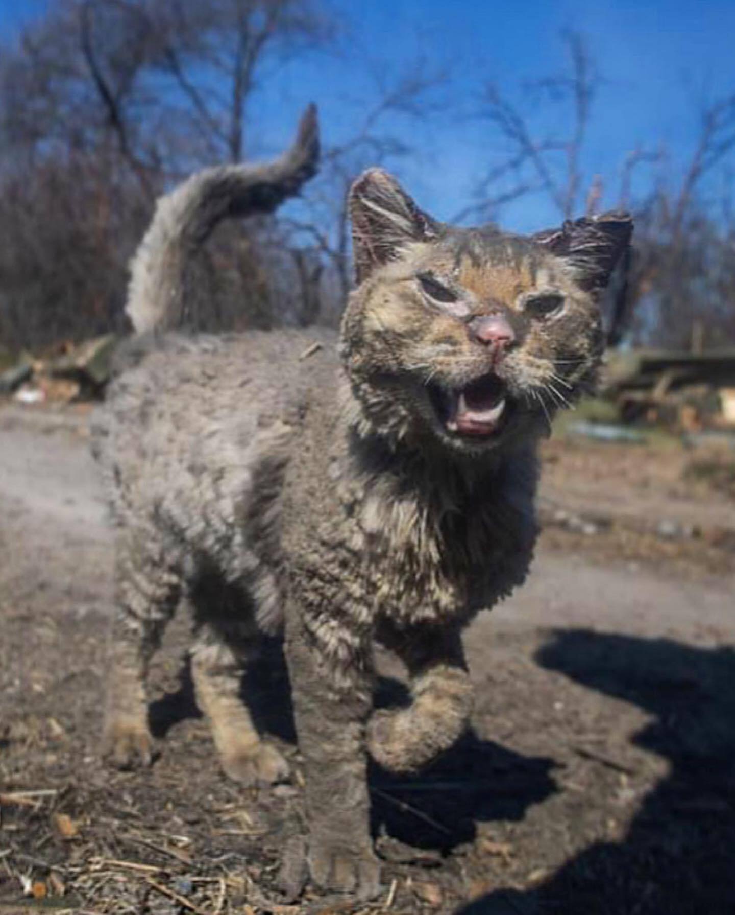 Фото кота, коли його знайшли у напівзруйнованому місті