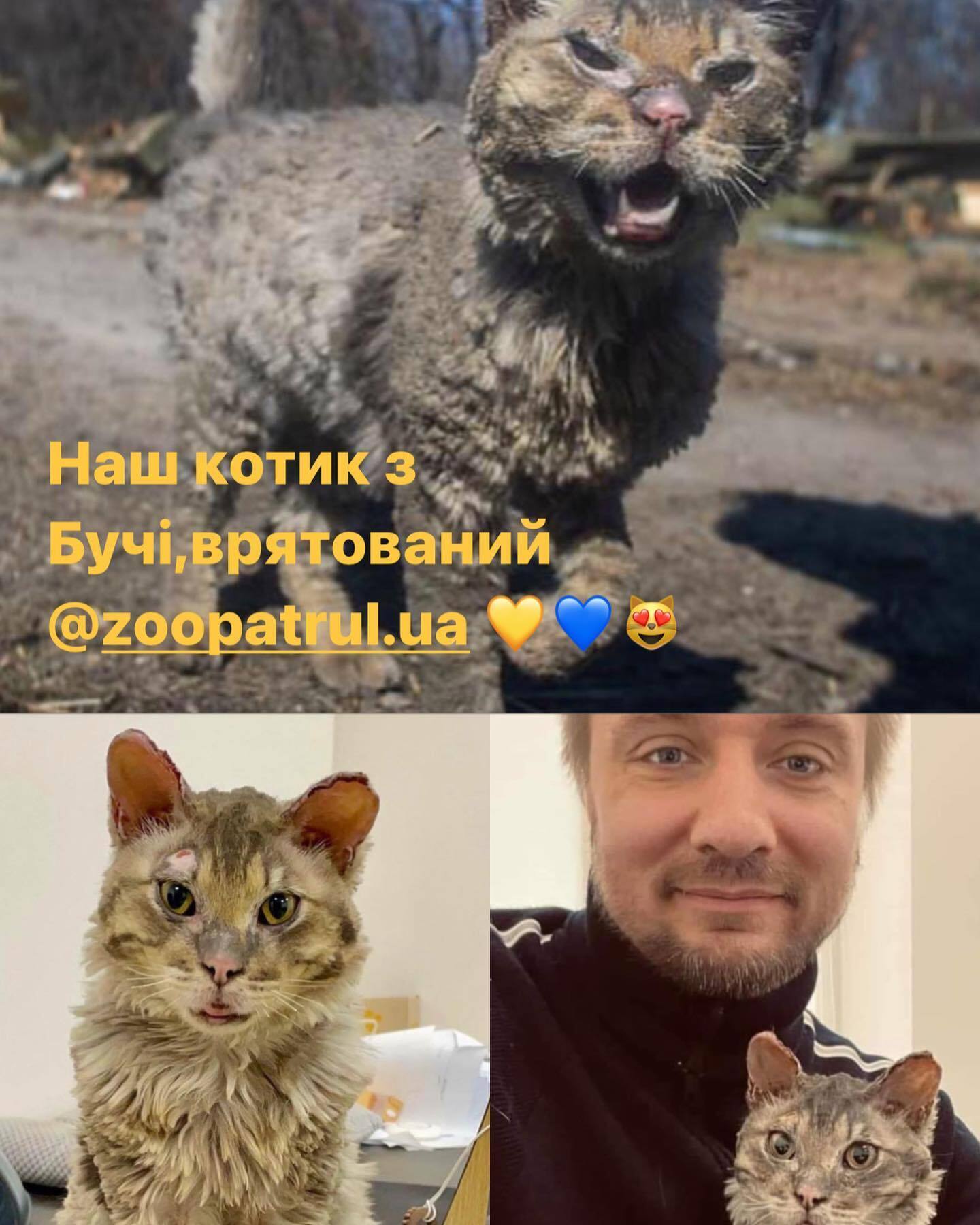 У кота залишилися численні каліцтва, проте він не втратив зір та слух