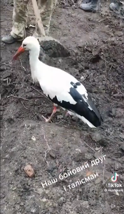 На позиції ЗСУ прилетів лелека