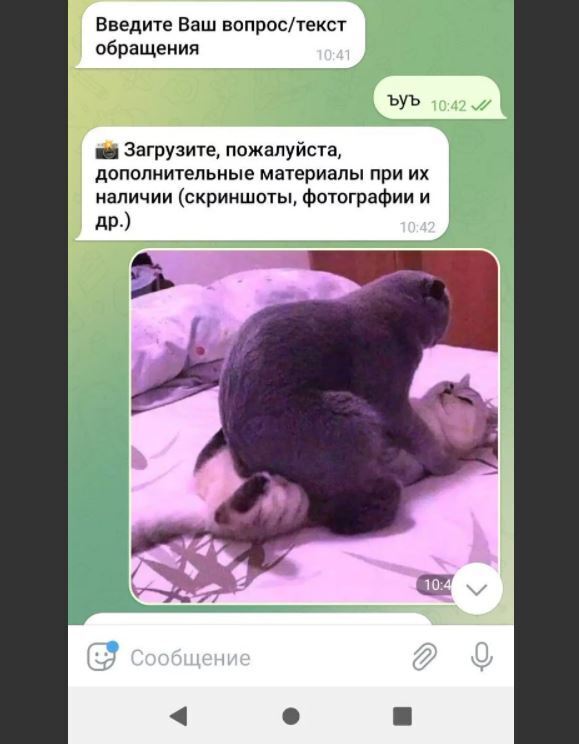 Чат єдиноросів спам'яли котами