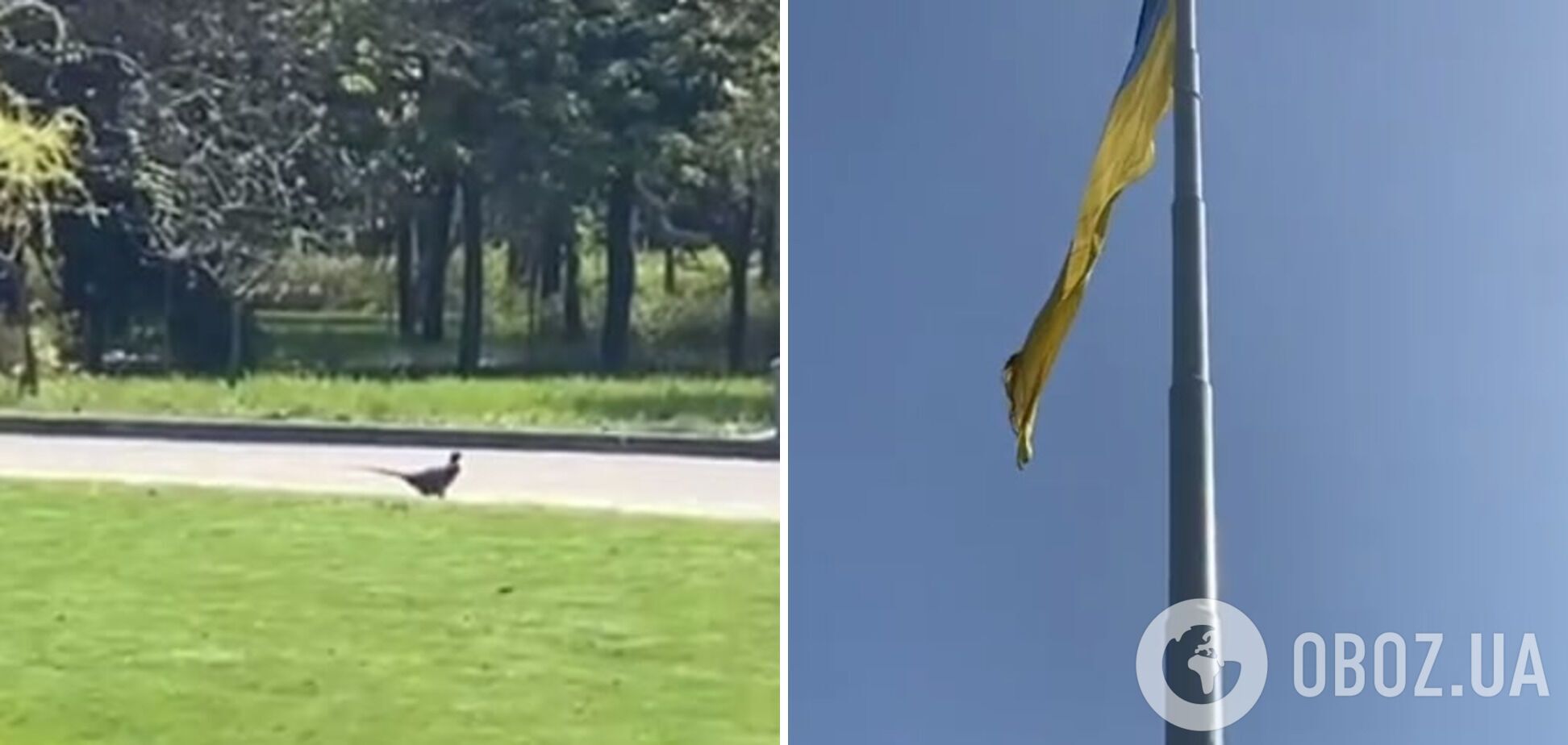 Фазан "охраняет" флаг Украины.