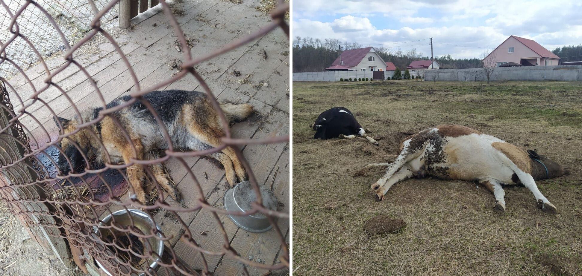 Окупанти вбили свійських тварин на Чернігівщині.