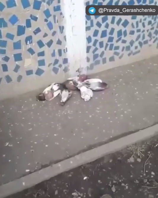 У Бєлгороді почали травити голубів