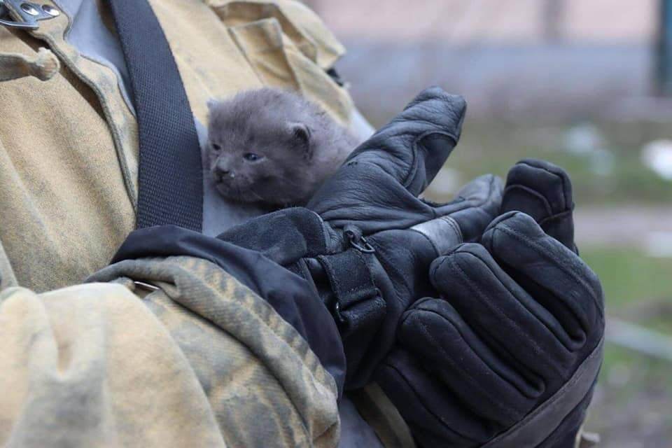 У зруйнованому місті врятували кошеня.