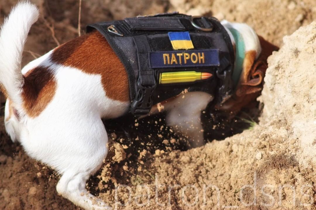 Патрон роет яму во время поиска мин