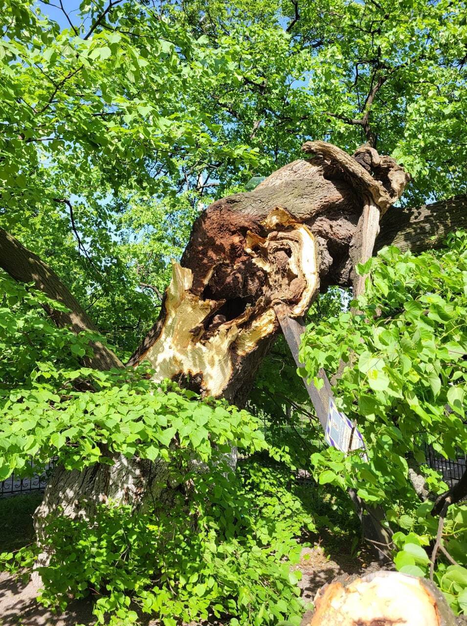 Дерево пострадало из-за урагана.