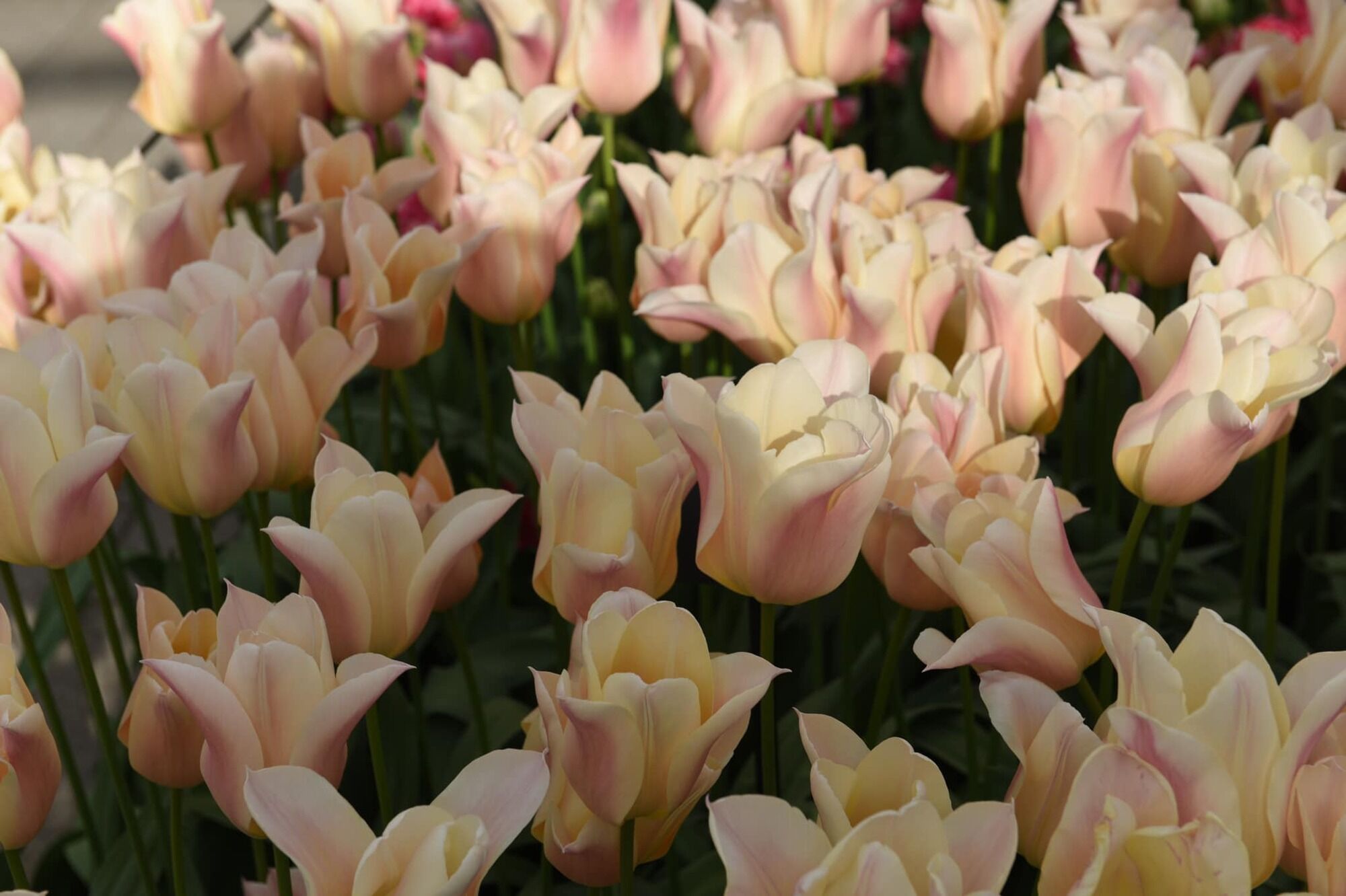 У парку цвітуть тисячі тюльпанів.