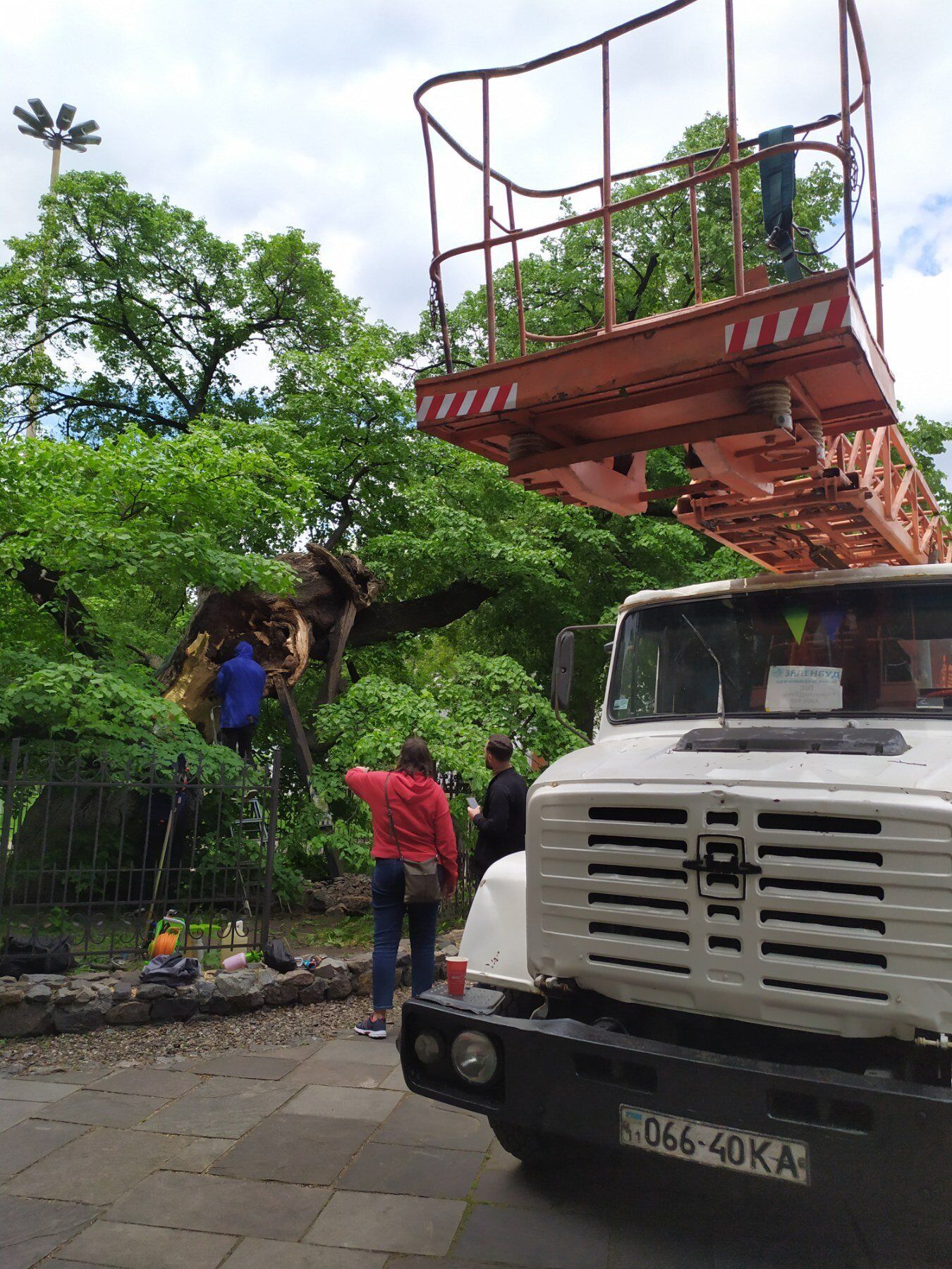 Дерево подлечат, а тяжелые ветви зафиксируют с помощью системы стяжек.