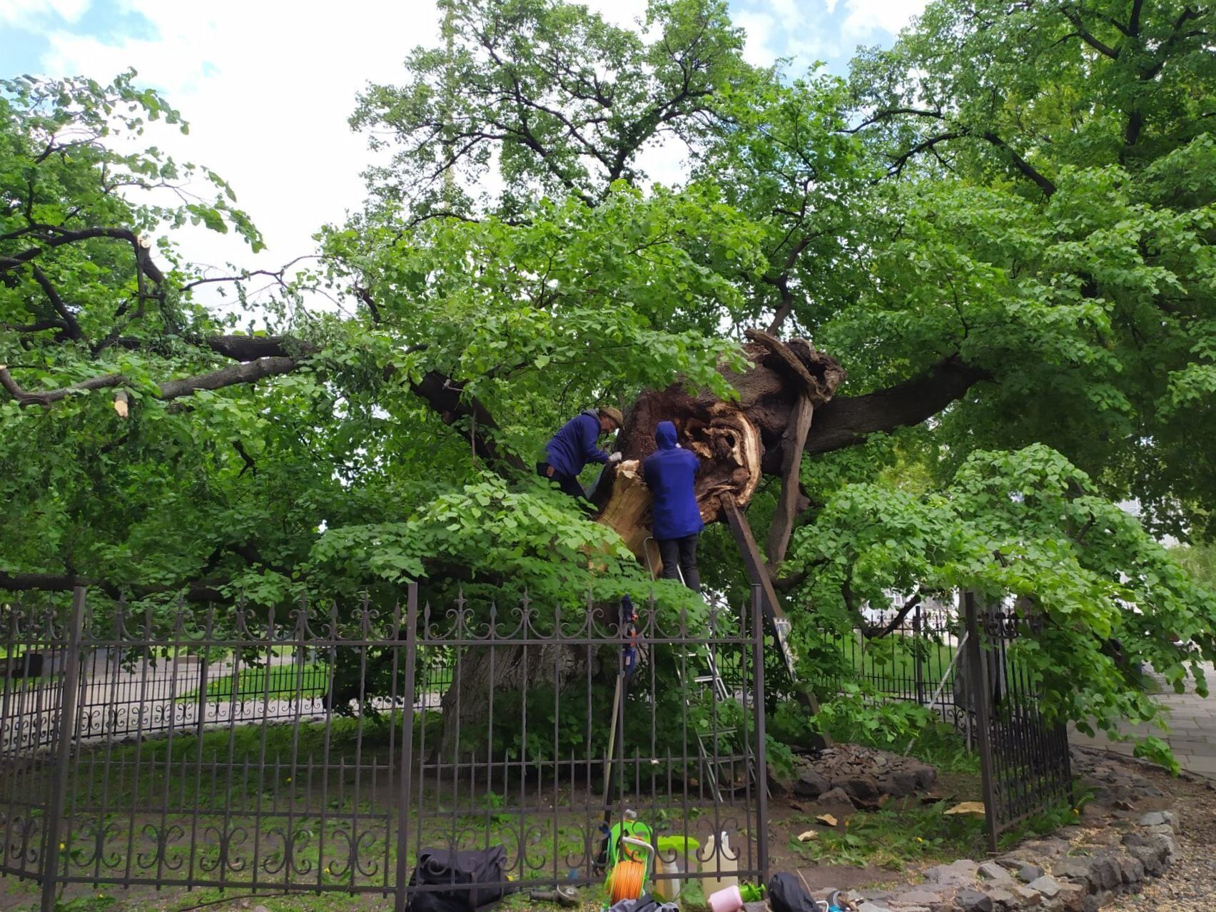 У 400-летней липы отломилась часть ствола.