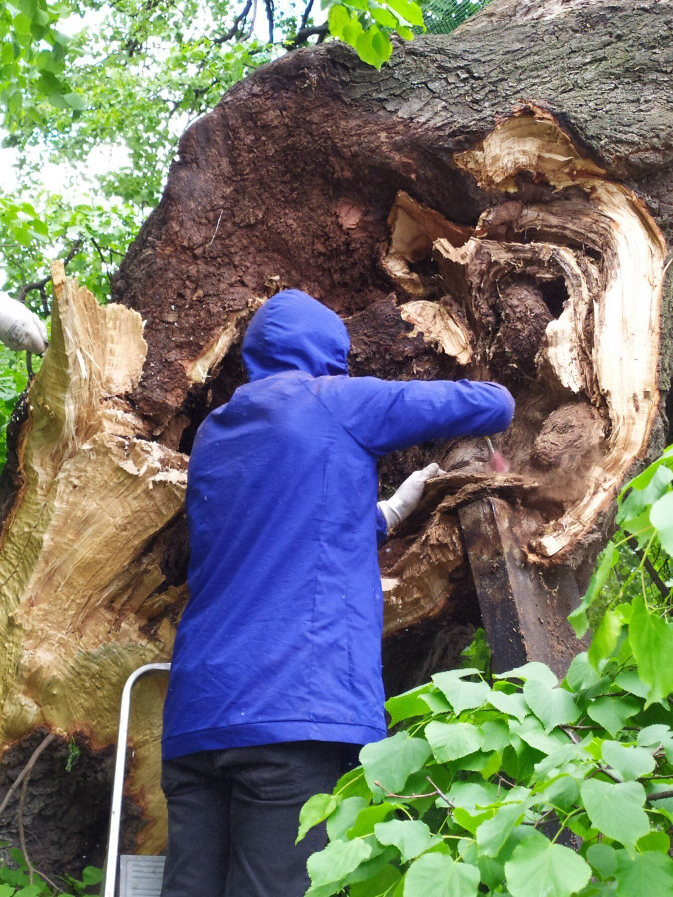Специалисты приступили к спасению дерева.