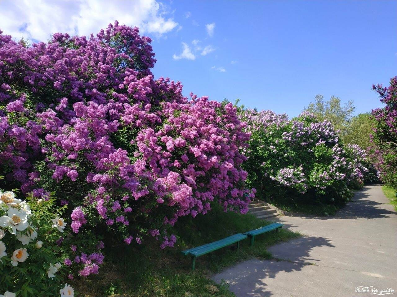 У столичному ботсаду цвітуть кущі бузку.