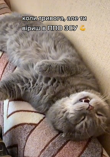 Кіт, що нібито спить під сирени, розсмішив мережу