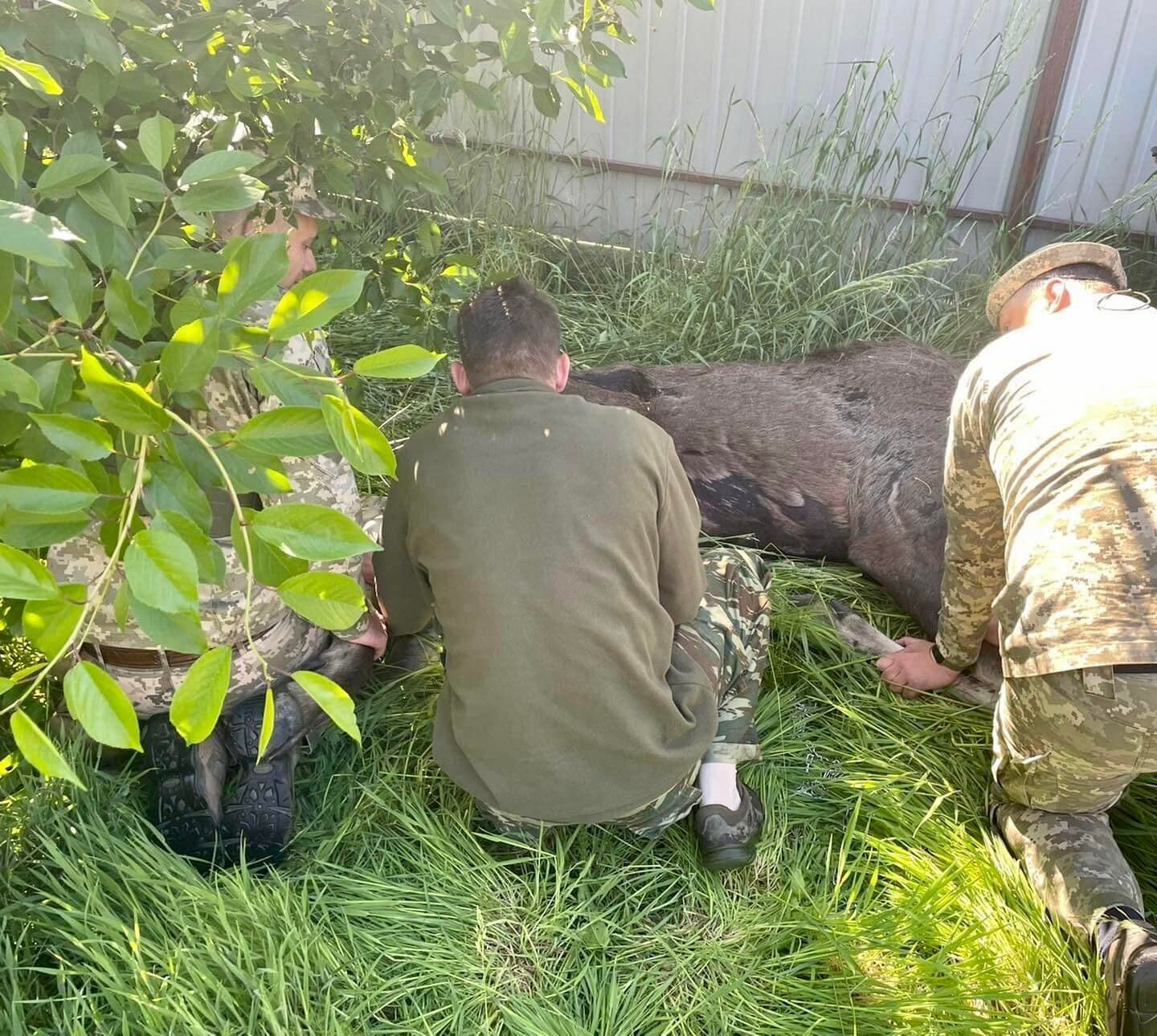 У тварини була зламана нога і виявили рану на животі.