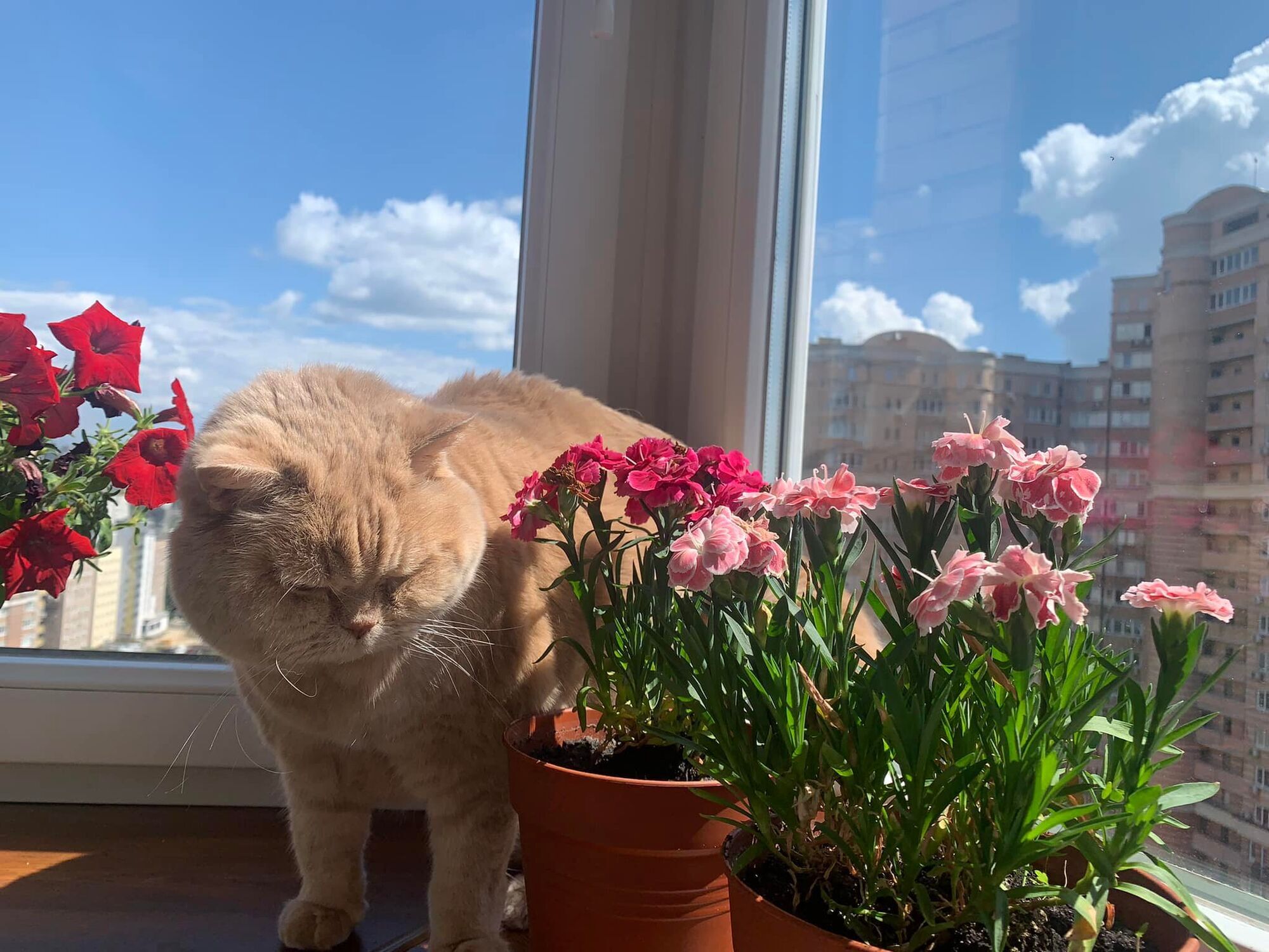 Кіт Наталки Діденко Апельмон любить квіти більше, ніж сонце