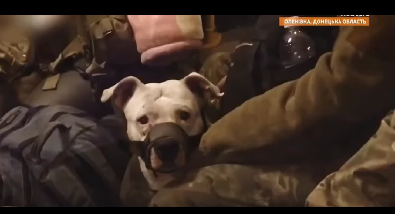 Із російського полону повернули собаку з "Азовсталі", яку подарували Кадирову. Фото