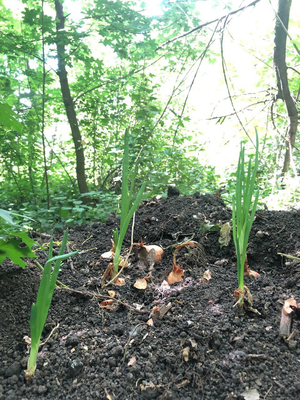 Український парамедик виростив на фронті цибулю та поділився фото: у мережі відреагували