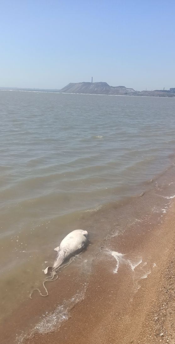 В Азовському морі гине риба