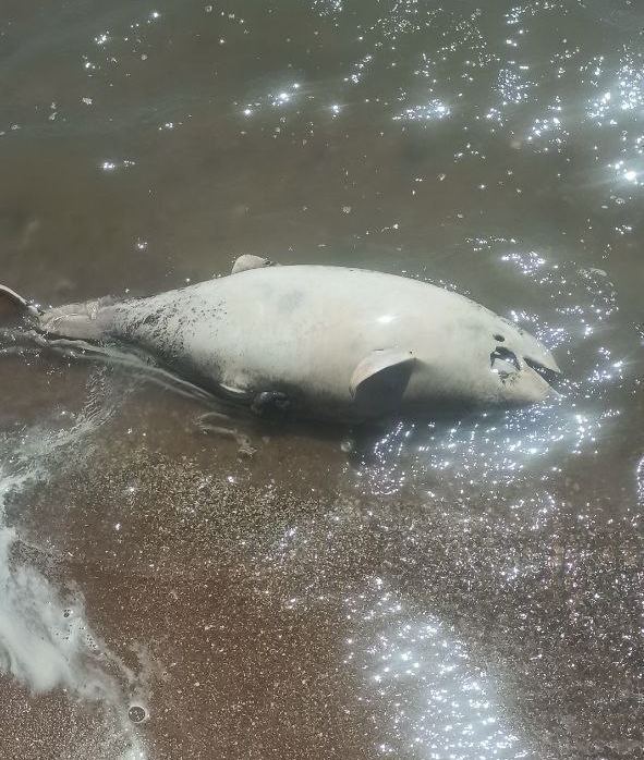 В Азовском море погибает рыба