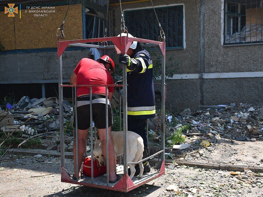 У Миколаєві врятували лабрадора зі зруйнованого окупантами будинку