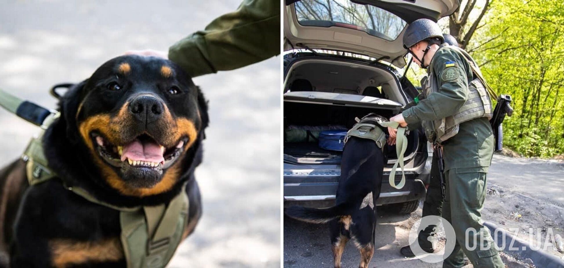 Ротвейлер Габриэлла