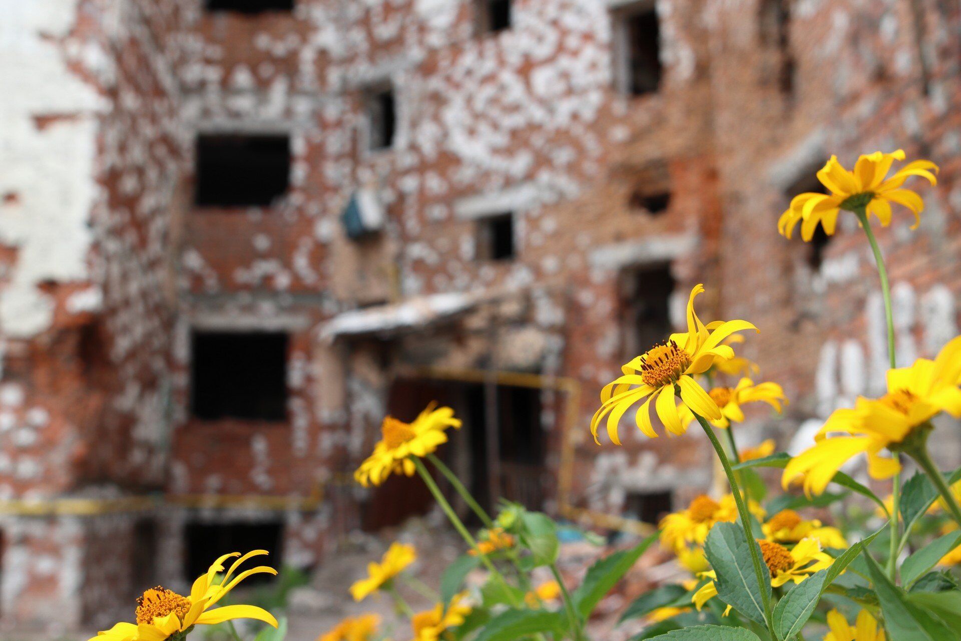 Возле разрушенного здания выросли цветы