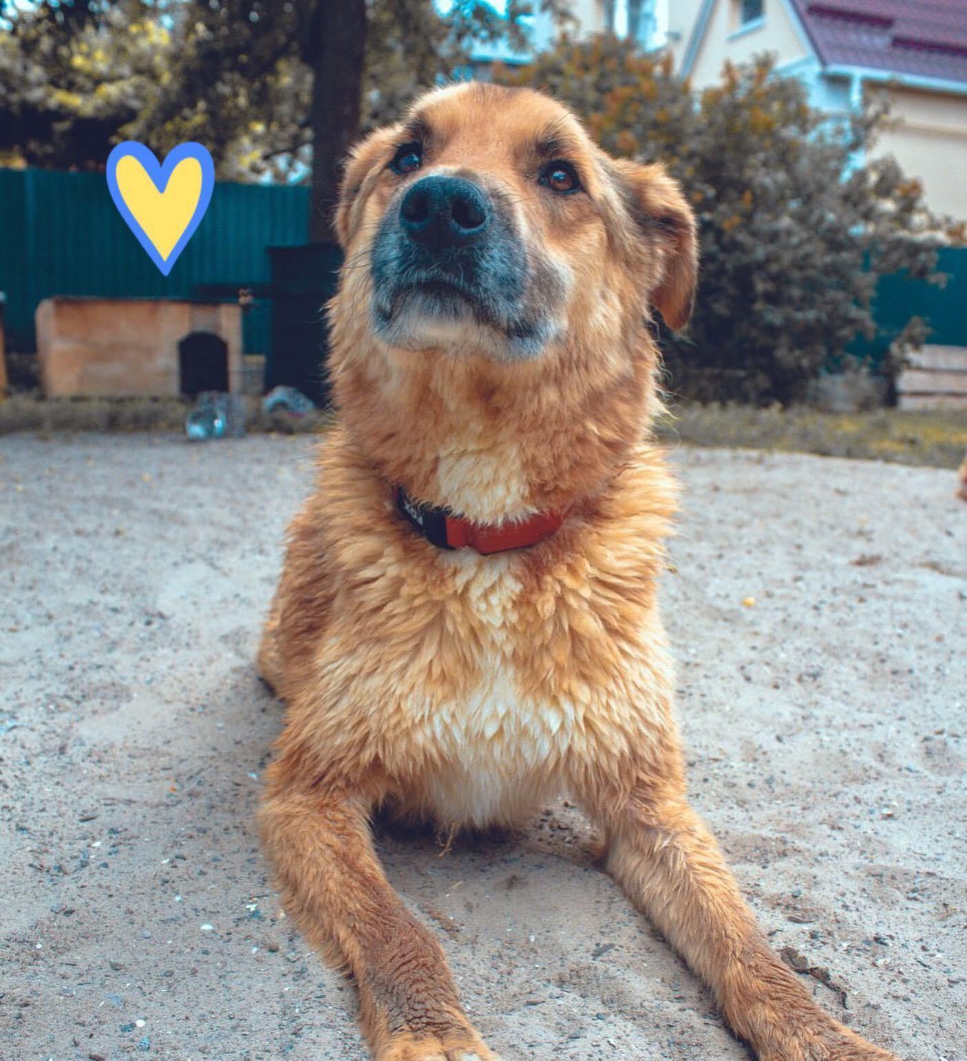 У Київській області знайшли та врятували замінованого пса