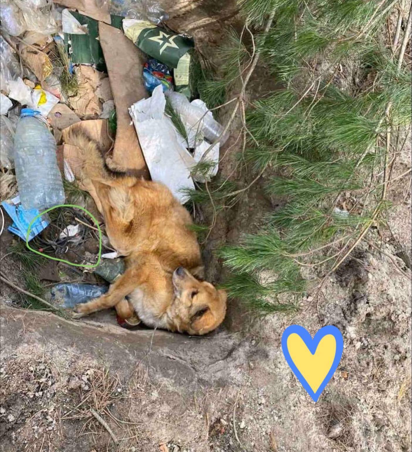 В Киевской области нашли и спасли заминированного пса