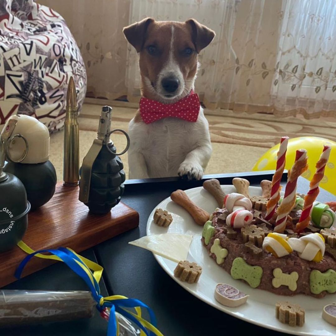 Улюбленець українців пес Патрон святкує день народження: з'явилися яскраві фото