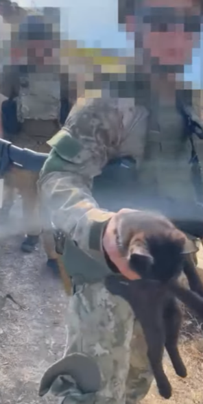 Получил боевую кличку Змей: котенка, спасенного от бомбардировок на острове Змеиный, привезли в Киев. Видео