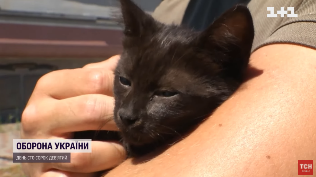 Отримало бойову кличку Змій: кошеня, врятоване від бомбардувань на острові Зміїний, привезли до Києва. Відео