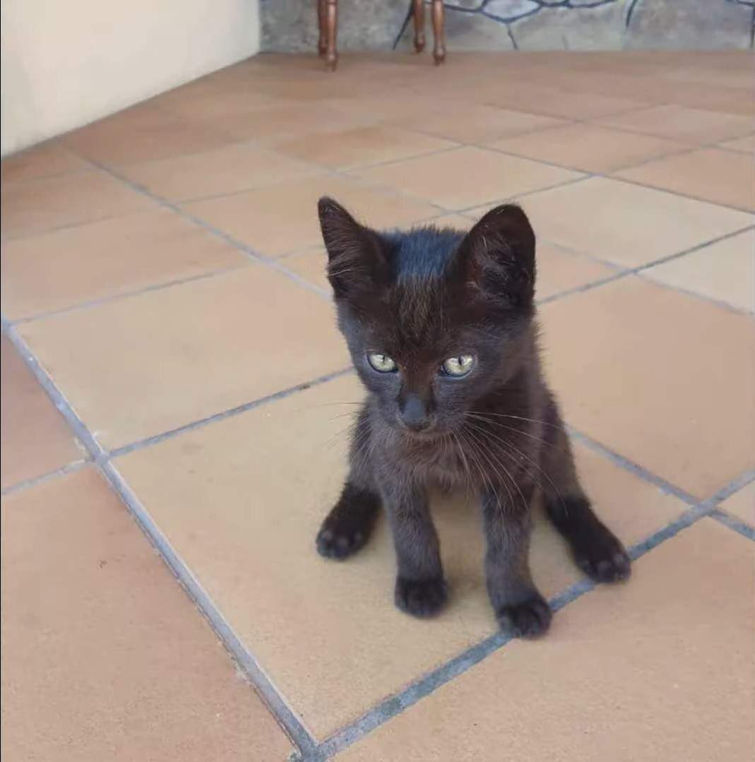 Отримало бойову кличку Змій: кошеня, врятоване від бомбардувань на острові Зміїний, привезли до Києва. Відео