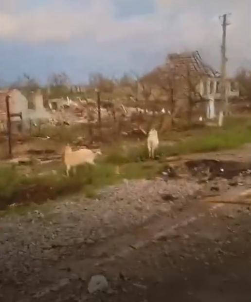 От села остались руины, по улицам бегают козы.