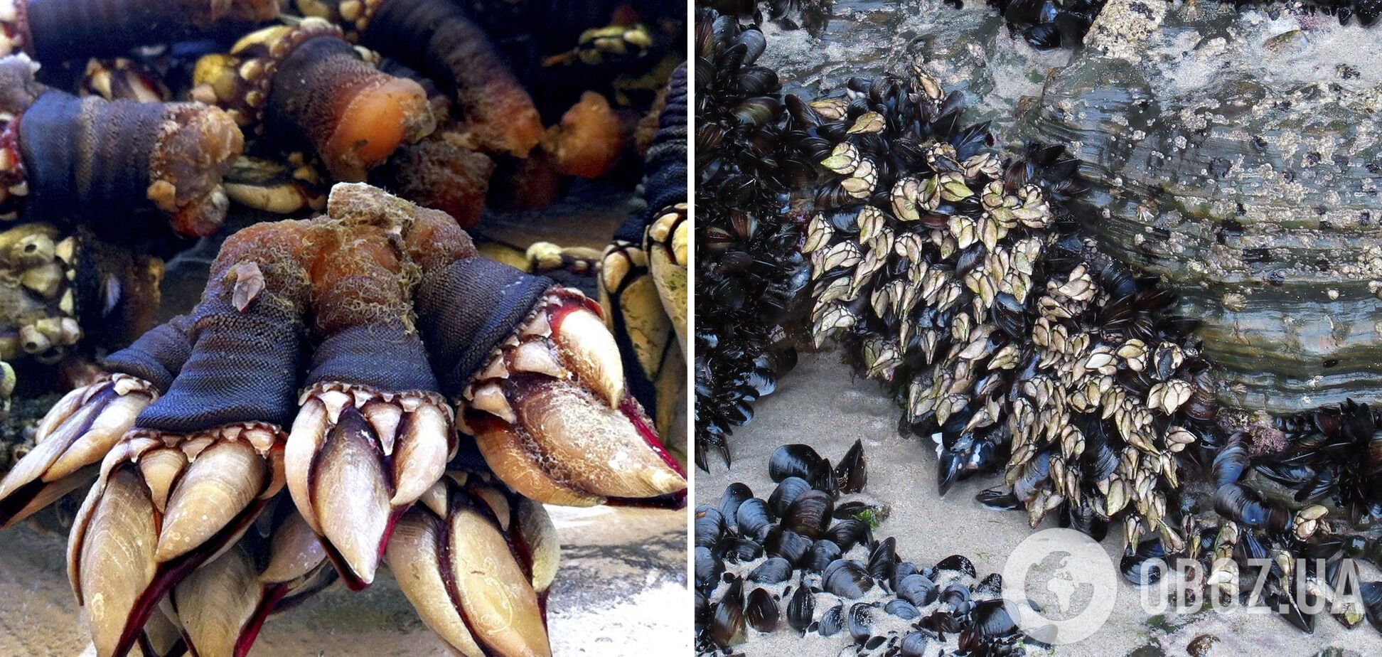 Персебес – это деликатес, который часто называют "Когтями дракона"