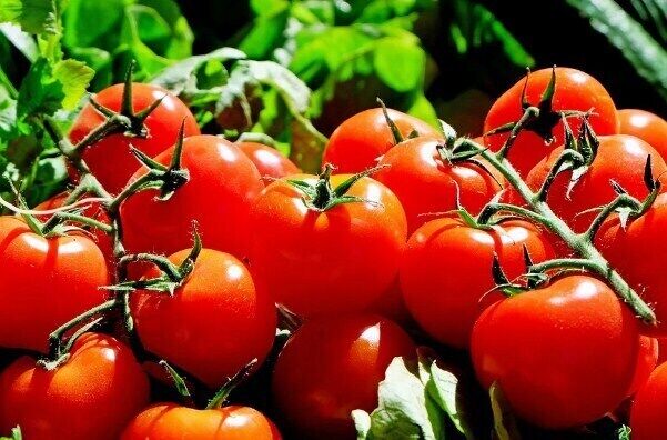 Мариновані помідори за добу: розповідаємо, як правильно готувати