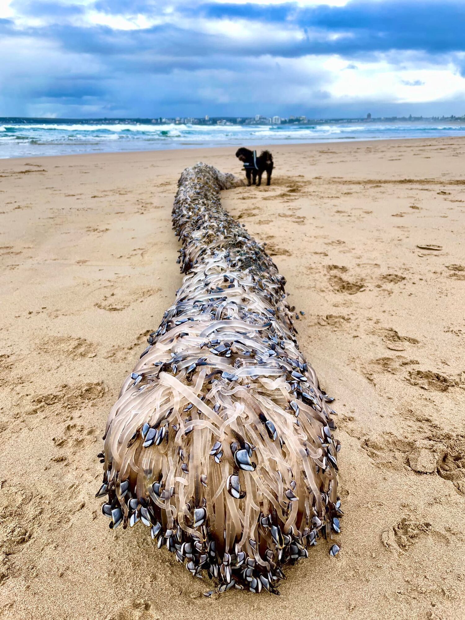 Будто фильм ужасов: на пляж в Австралии выбросило странные существа, исполнявших "смертельный танец". Фото, видео
