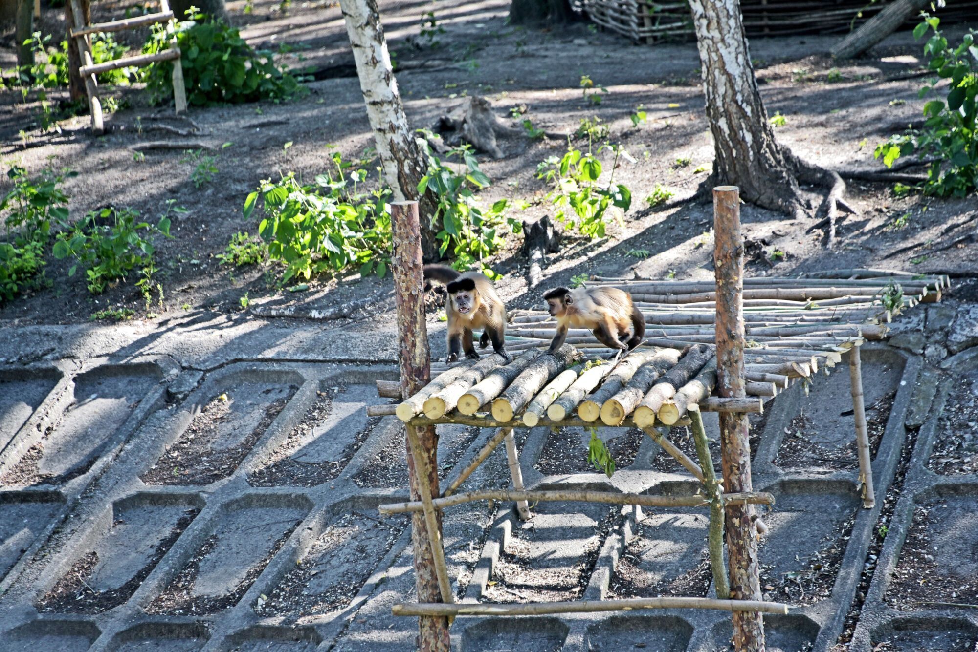 Побачити приматів можна у нижньому парку Київзоо.