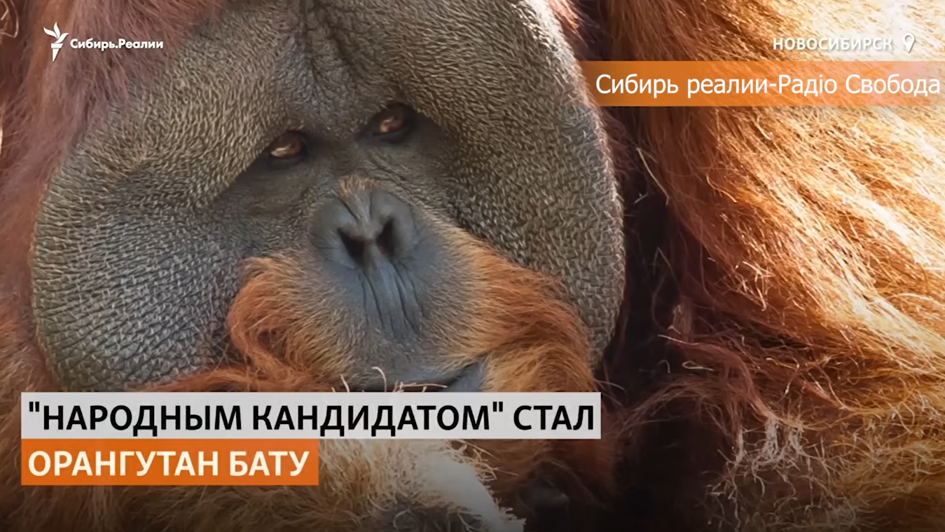 В Новосибірську не змогли обрати тварину-символ міста
