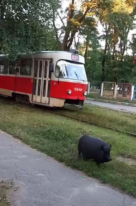 Свинка бегала по улицам Пуща-Водицы.