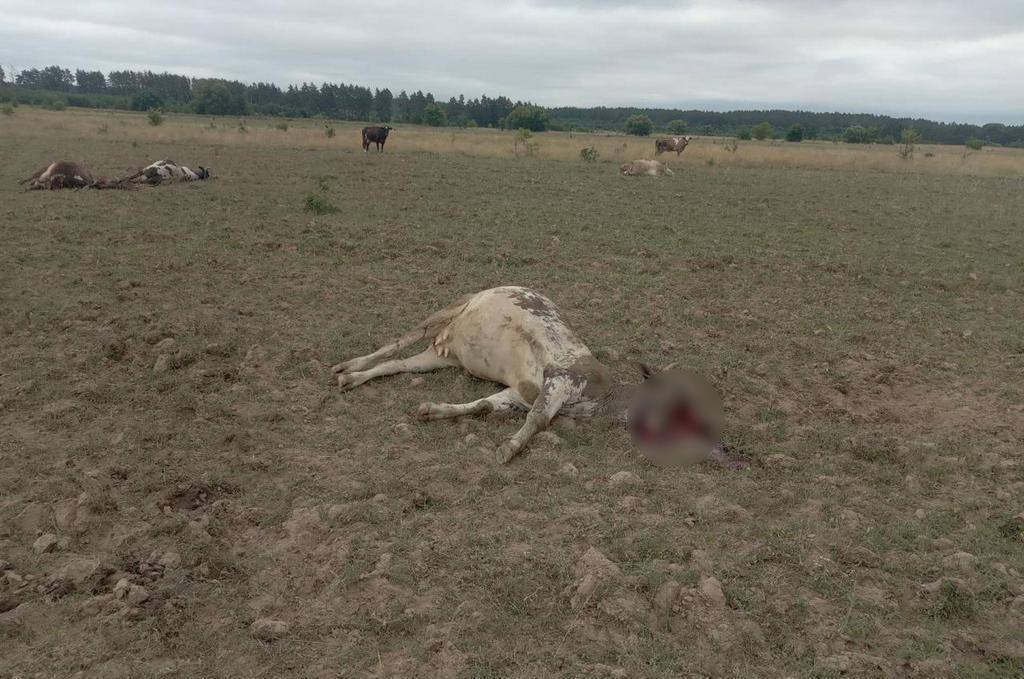 Окупанти вбили на Чернігівщині коров, що були на пасовищі